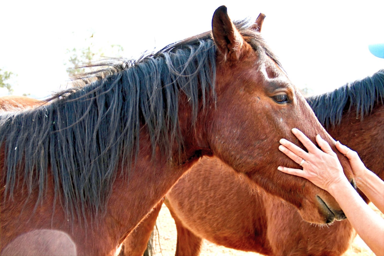 A person's hand resting gently on a horse's face