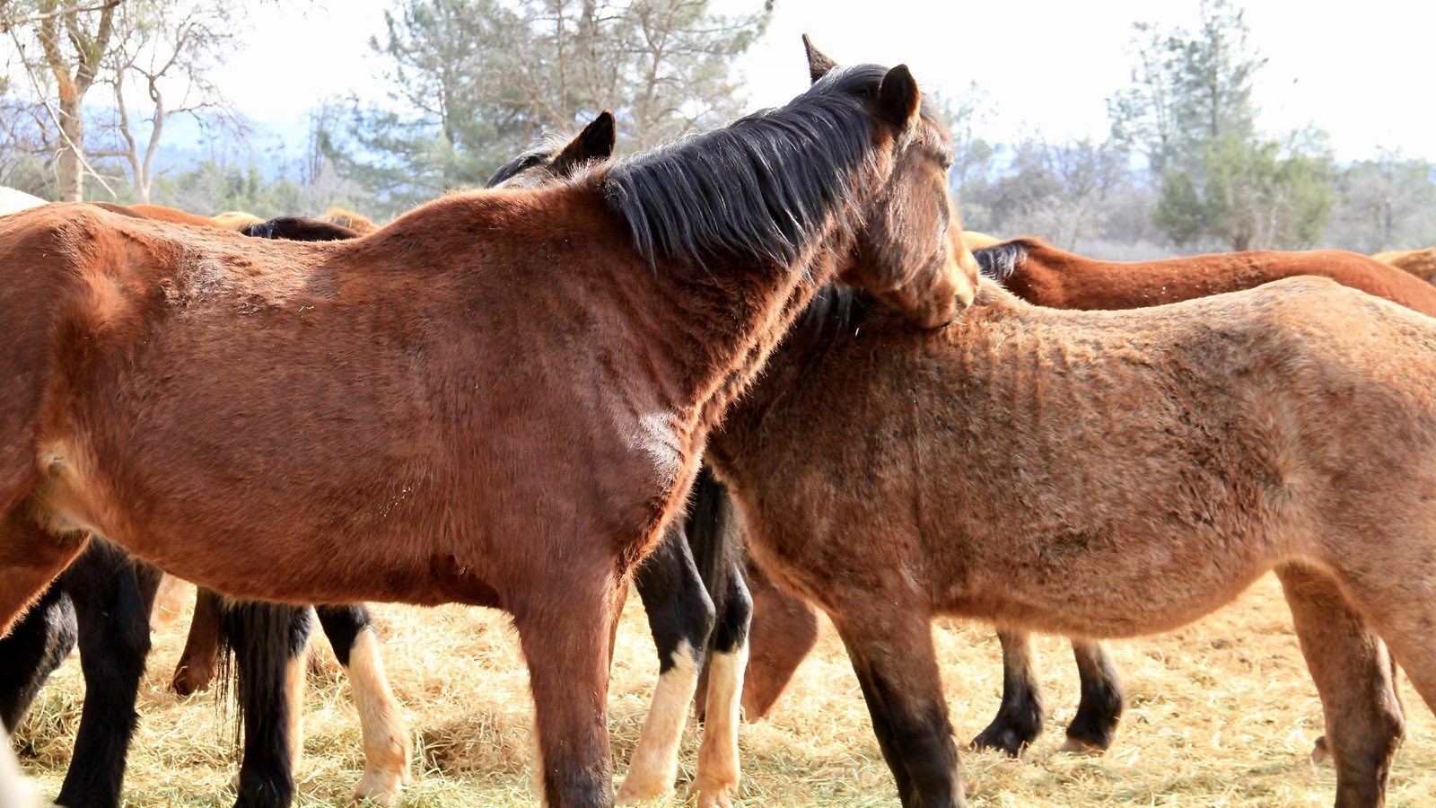 Horses in a herd grooming one another
