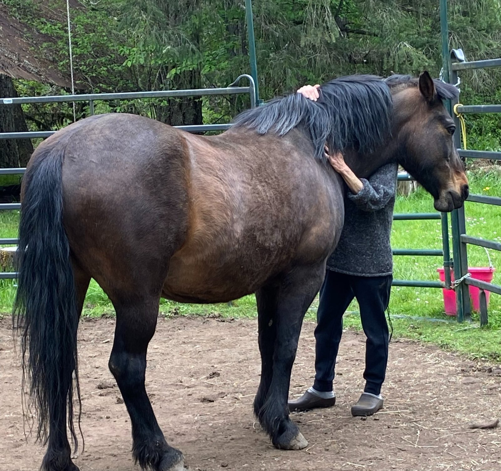 A person embracing a horse, head against its neck