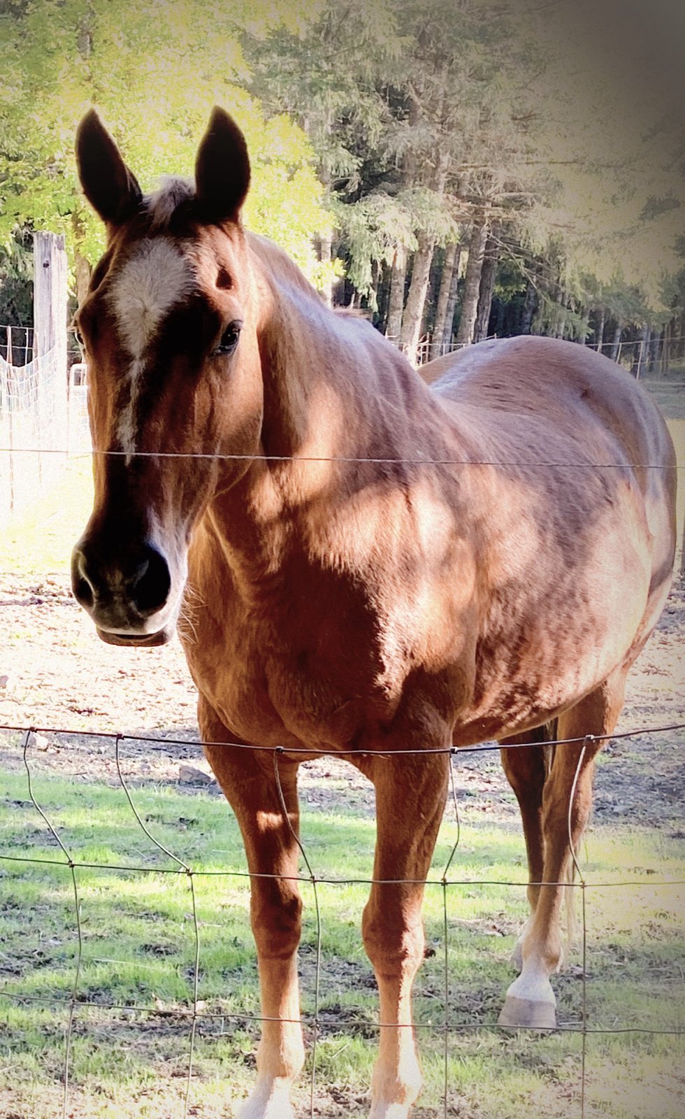 A calm horse standing at a pasture fence