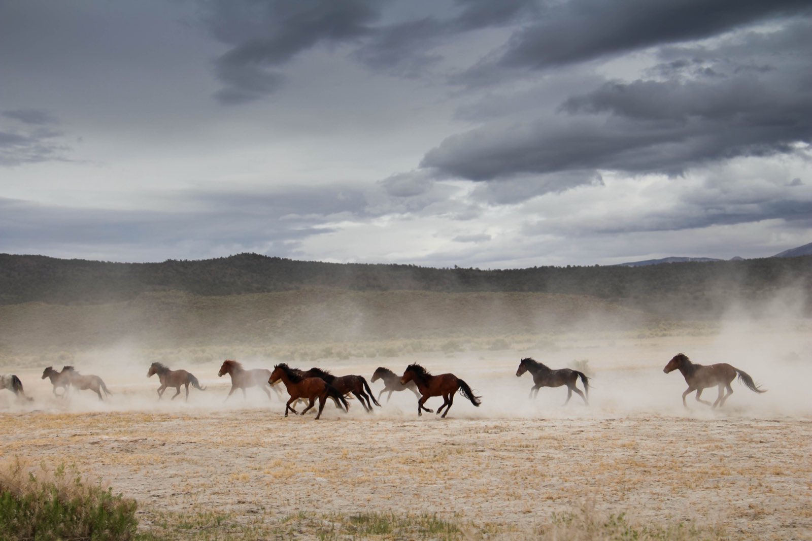 Wild mustangs running across an open plain